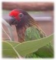 /album/lori-rudocely-yellow-streaked-lory/lori-rudocely-4-jpg/